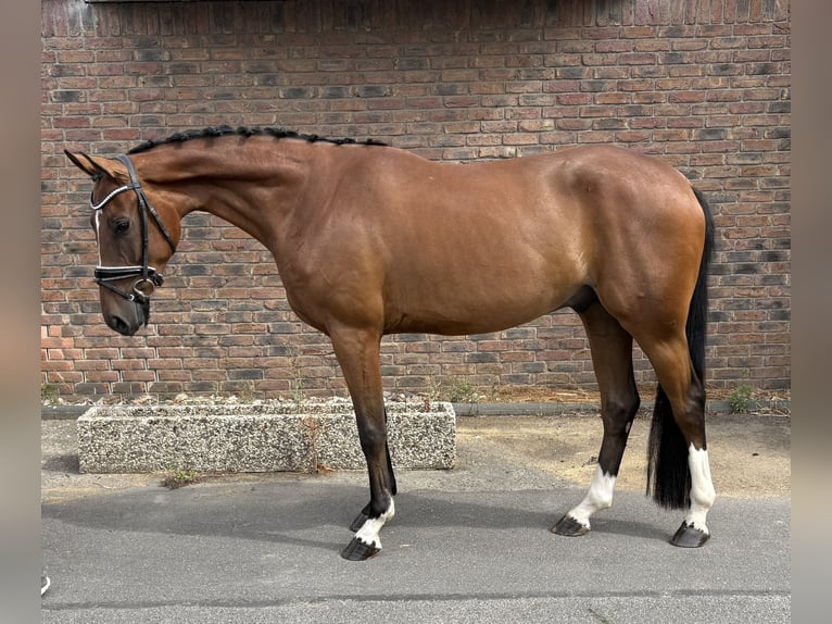 Westfaliano Caballo castrado 4 años 162 cm Castaño in Niederkassel
