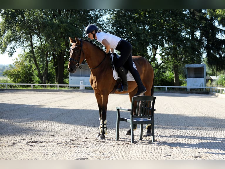 Westfaliano Caballo castrado 4 años 162 cm Castaño in Altenstadt