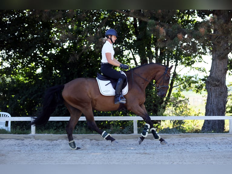 Westfaliano Caballo castrado 4 años 162 cm Castaño in Altenstadt