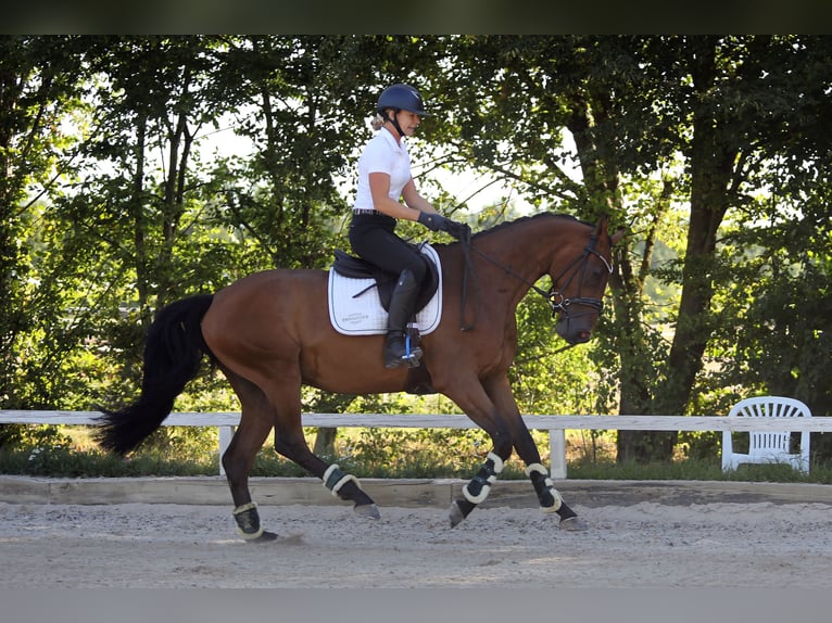 Westfaliano Caballo castrado 4 años 162 cm Castaño in Altenstadt