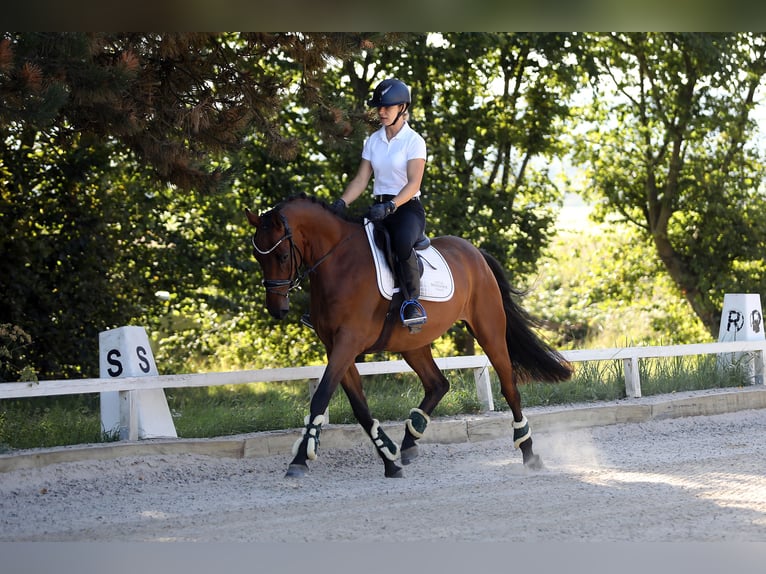 Westfaliano Caballo castrado 4 años 162 cm Castaño in Altenstadt