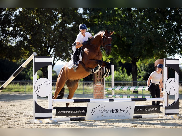 Westfaliano Caballo castrado 4 años 162 cm Castaño in Altenstadt
