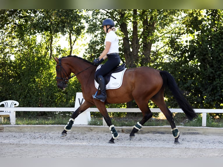 Westfaliano Caballo castrado 4 años 162 cm Castaño in Altenstadt