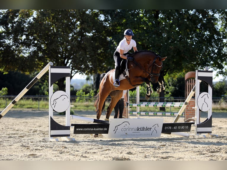 Westfaliano Caballo castrado 4 años 162 cm Castaño in Altenstadt
