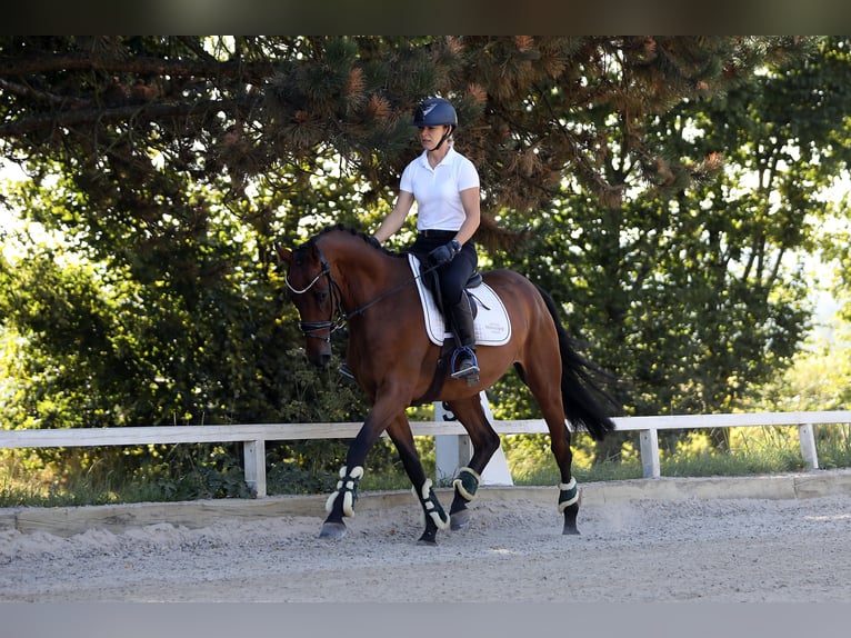 Westfaliano Caballo castrado 4 años 162 cm Castaño in Altenstadt