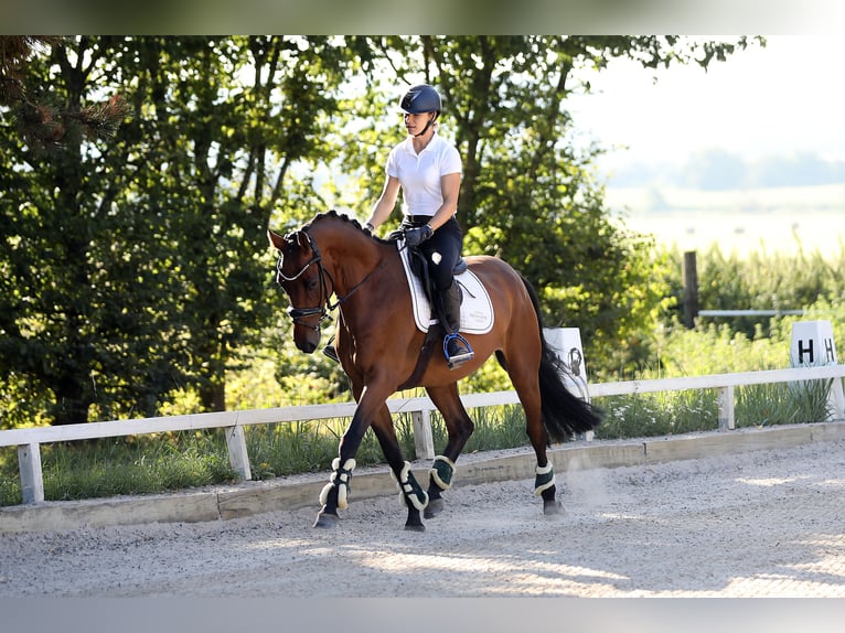 Westfaliano Caballo castrado 4 años 162 cm Castaño in Altenstadt