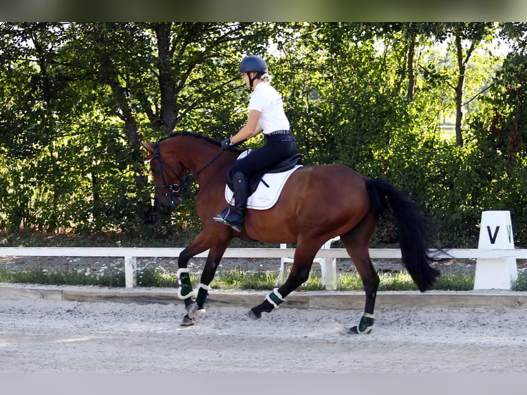 Westfaliano Caballo castrado 4 años 162 cm Castaño in Altenstadt
