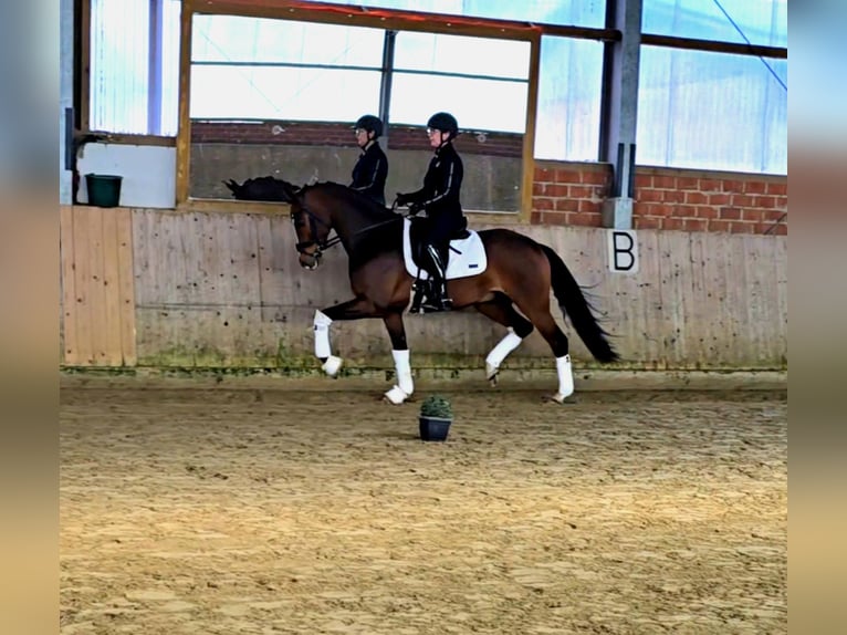 Westfaliano Caballo castrado 4 años 162 cm Castaño claro in Warendorf
