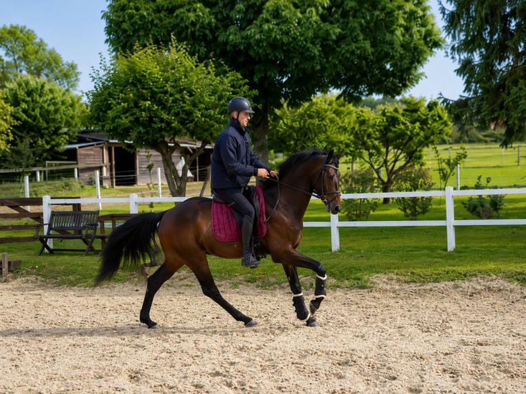 Westfaliano Caballo castrado 4 años 162 cm Castaño oscuro in Yonne