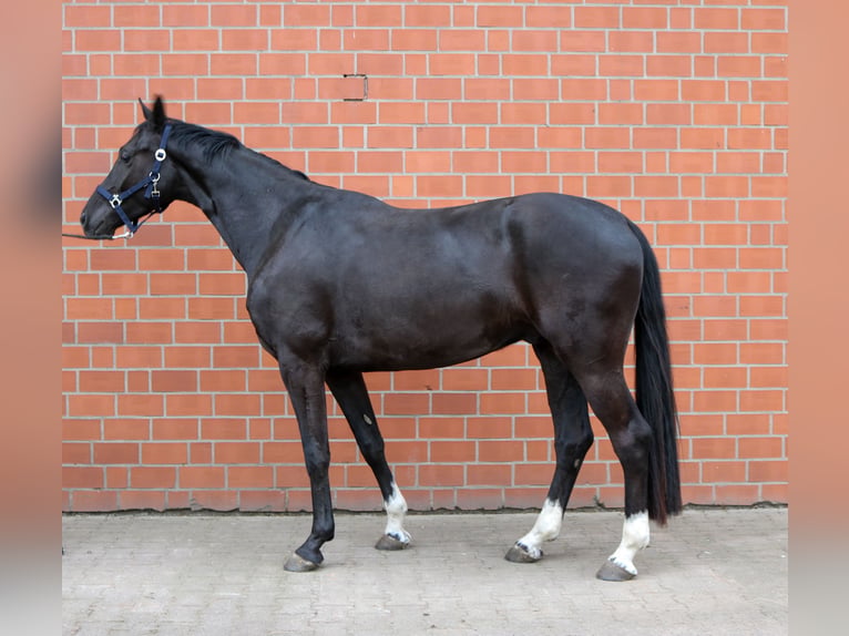 Westfaliano Caballo castrado 4 años 162 cm Negro in Ahlen