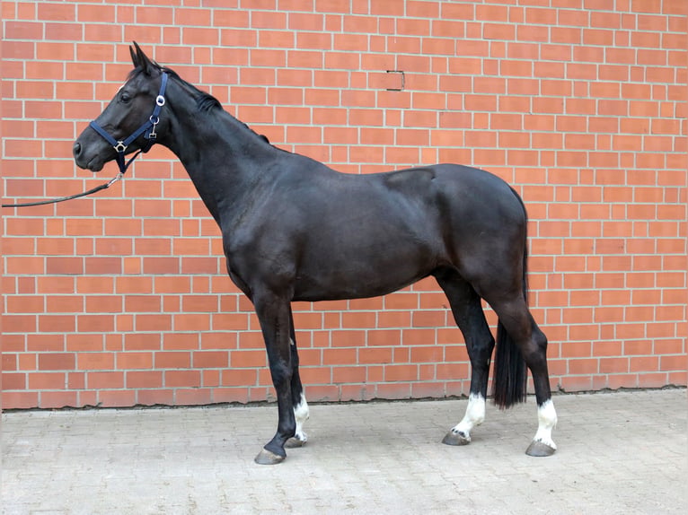 Westfaliano Caballo castrado 4 años 162 cm Negro in Ahlen