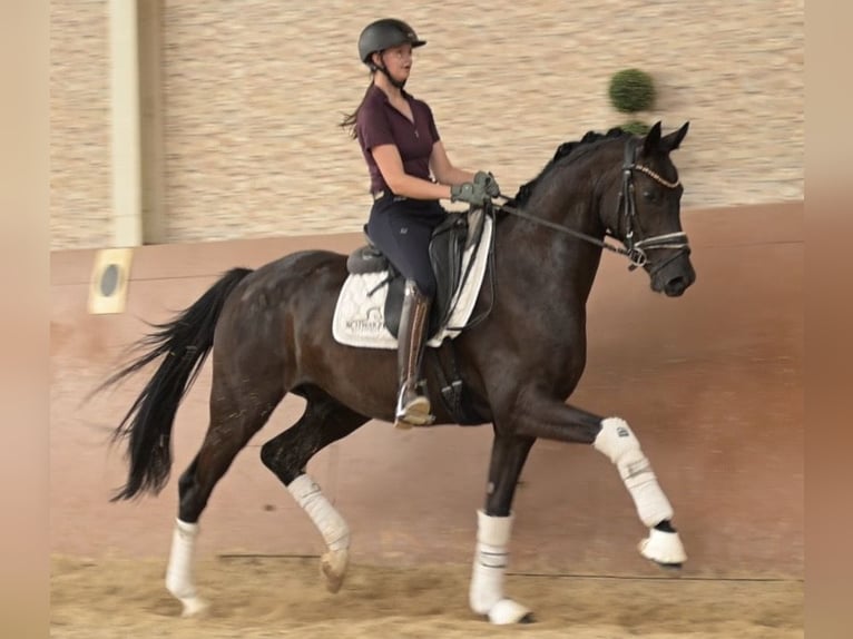 Westfaliano Caballo castrado 4 años 162 cm Negro in Wehringen