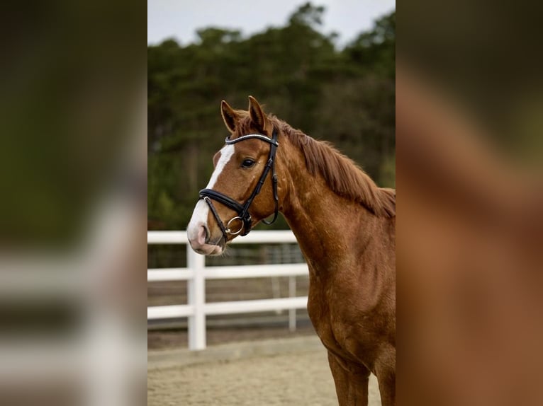 Westfaliano Caballo castrado 4 años 163 cm Alazán in Nienhagen