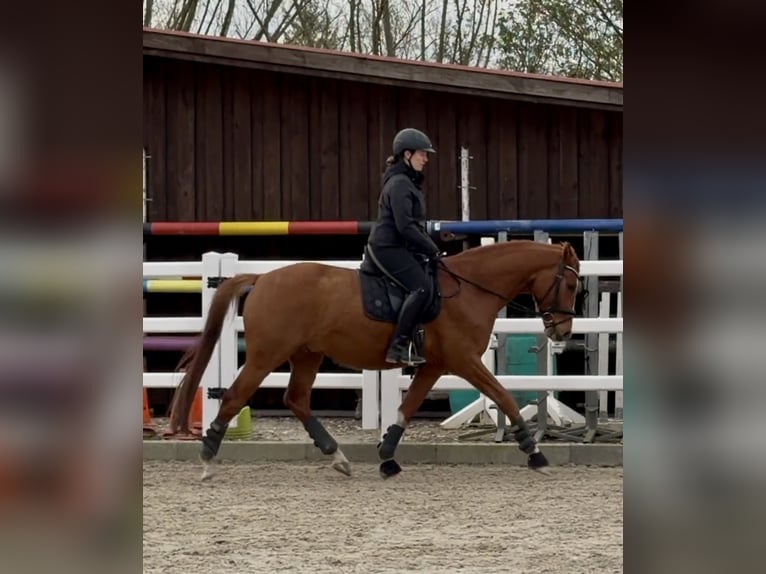 Westfaliano Caballo castrado 4 años 163 cm Alazán in Nienhagen