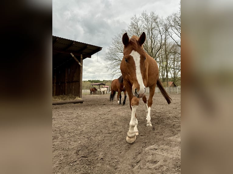 Westfaliano Caballo castrado 4 años 163 cm Alazán in Nienhagen
