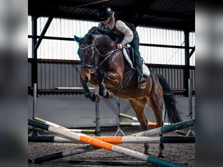 Westfaliano Caballo castrado 4 años 163 cm in Dorsten