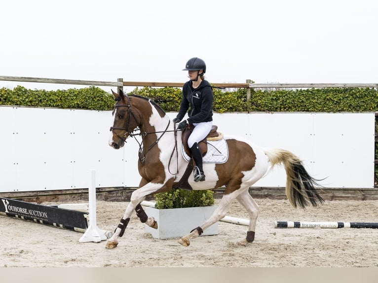 Westfaliano Caballo castrado 4 años 163 cm  in Waddinxveen