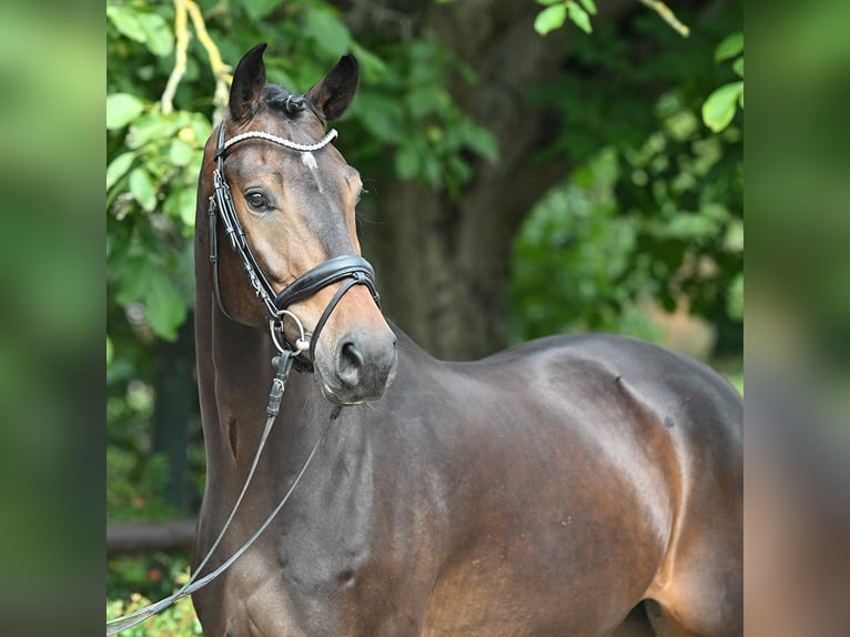 Westfaliano Caballo castrado 4 años 163 cm Castaño oscuro in Bad Bevensen