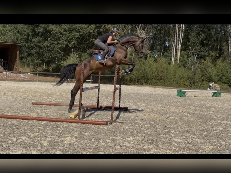 Westfaliano Caballo castrado 4 años 163 cm Castaño oscuro in DIGES
