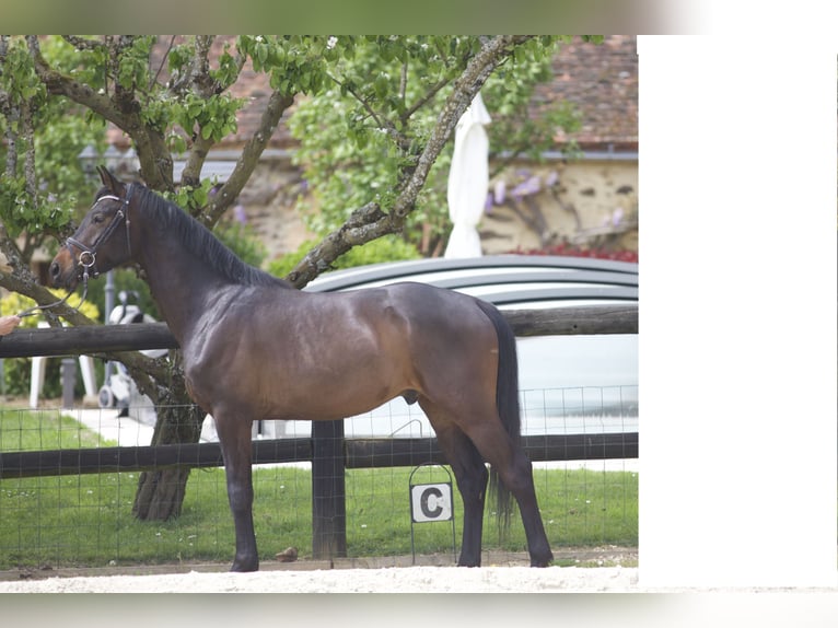 Westfaliano Caballo castrado 4 años 163 cm Castaño oscuro in DIGES