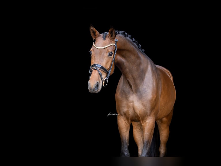 Westfaliano Caballo castrado 4 años 163 cm Castaño oscuro in Lehrberg
