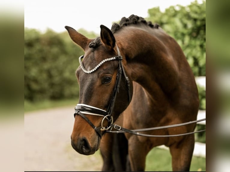 Westfaliano Caballo castrado 4 años 163 cm Castaño oscuro in Uedem