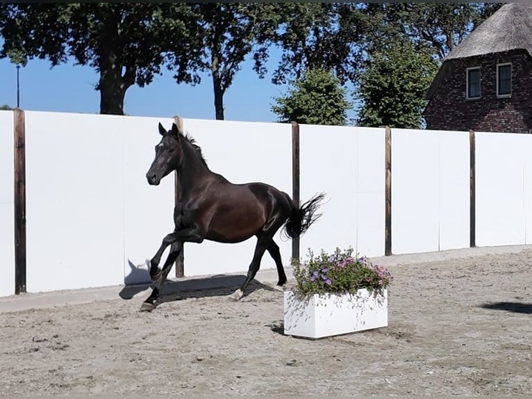 Westfaliano Caballo castrado 4 años 163 cm Castaño oscuro in Waddinxveen