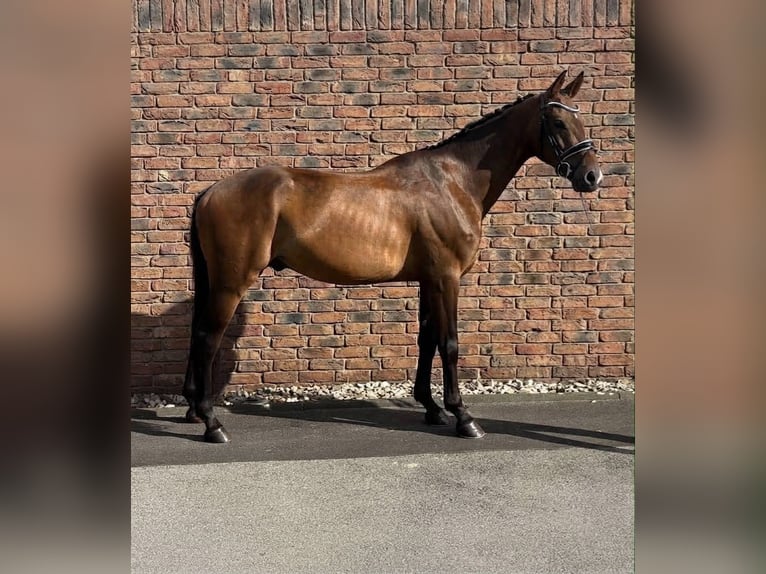 Westfaliano Caballo castrado 4 años 163 cm Castaño oscuro in Niederkassel