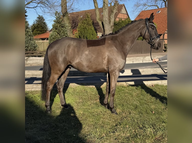 Westfaliano Caballo castrado 4 años 163 cm Morcillo in Garbsen