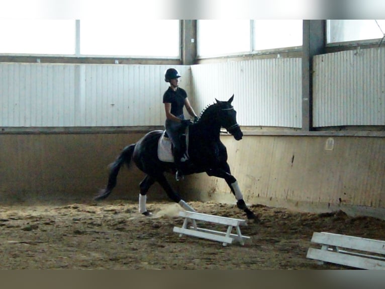 Westfaliano Caballo castrado 4 años 163 cm Negro in Iserlohn