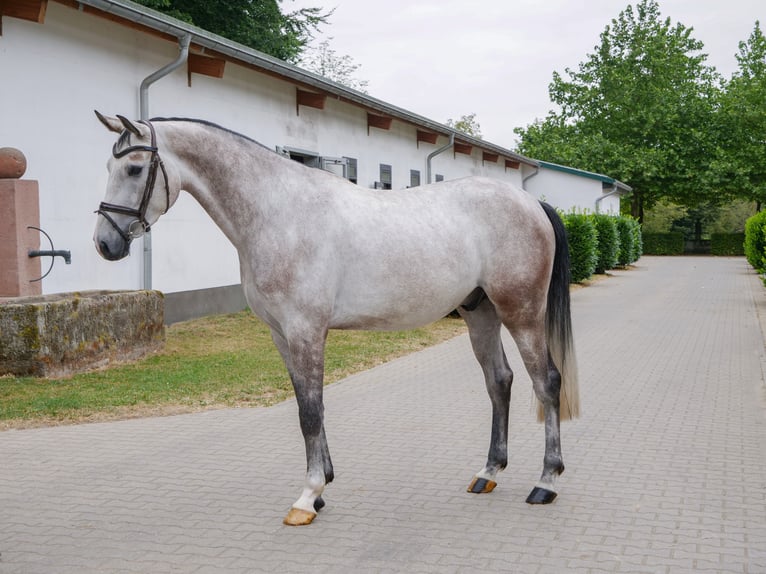 Westfaliano Caballo castrado 4 años 163 cm Tordo in Ankum