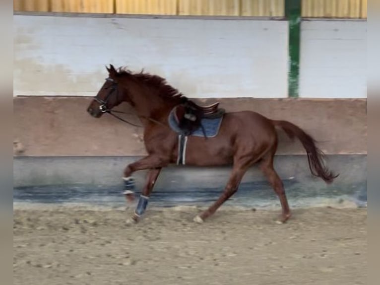 Westfaliano Caballo castrado 4 años 164 cm Alazán in Versmold