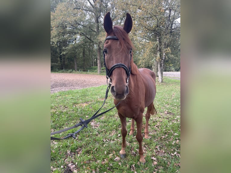 Westfaliano Caballo castrado 4 años 164 cm Alazán in Versmold