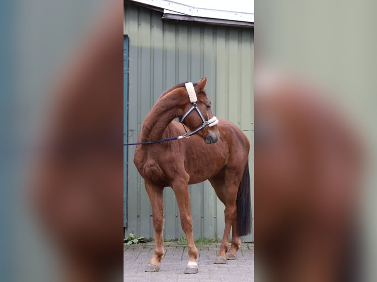 Westfaliano Caballo castrado 4 años 164 cm Alazán rojizo in Lindlar