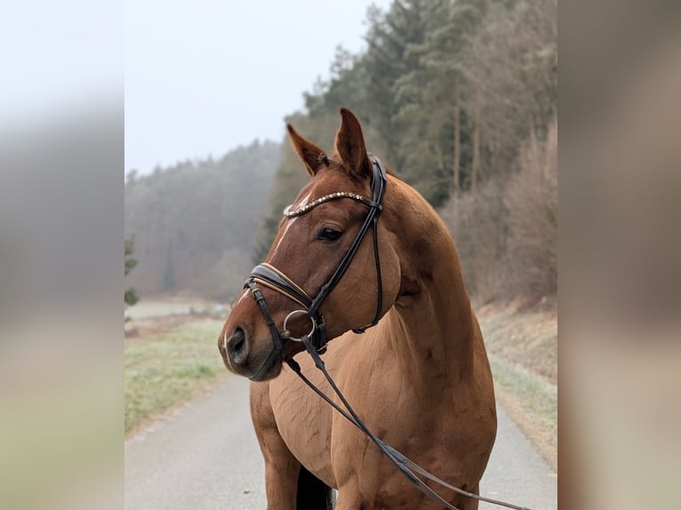 Westfaliano Caballo castrado 4 años 164 cm Alazán-tostado in Plech