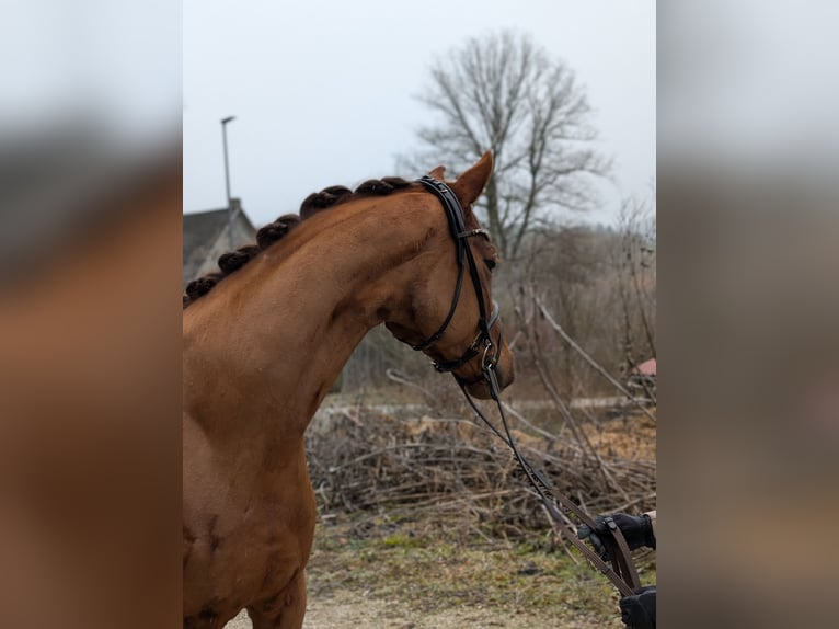 Westfaliano Caballo castrado 4 años 164 cm Alazán-tostado in Plech