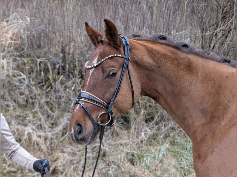 Westfaliano Caballo castrado 4 años 164 cm Alazán-tostado in Plech