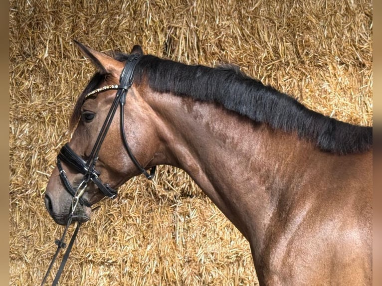 Westfaliano Caballo castrado 4 años 164 cm Castaño in Steinhagen
