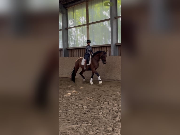 Westfaliano Caballo castrado 4 años 164 cm Castaño in Wesel