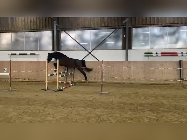 Westfaliano Caballo castrado 4 años 164 cm Castaño oscuro in Dortmund