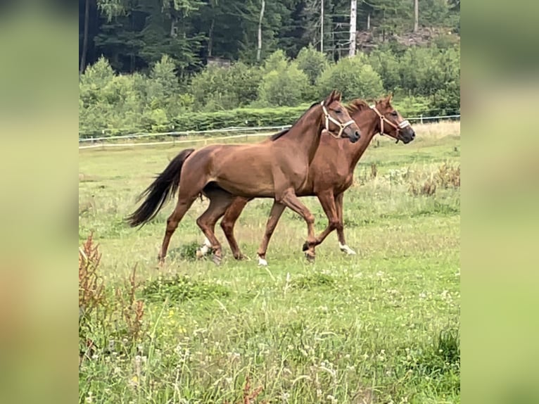 Westfaliano Caballo castrado 4 años 165 cm Alazán rojizo in Gummersbach