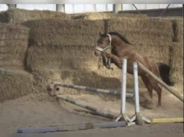 Westfaliano Caballo castrado 4 años 165 cm Alazán rojizo in Gummersbach