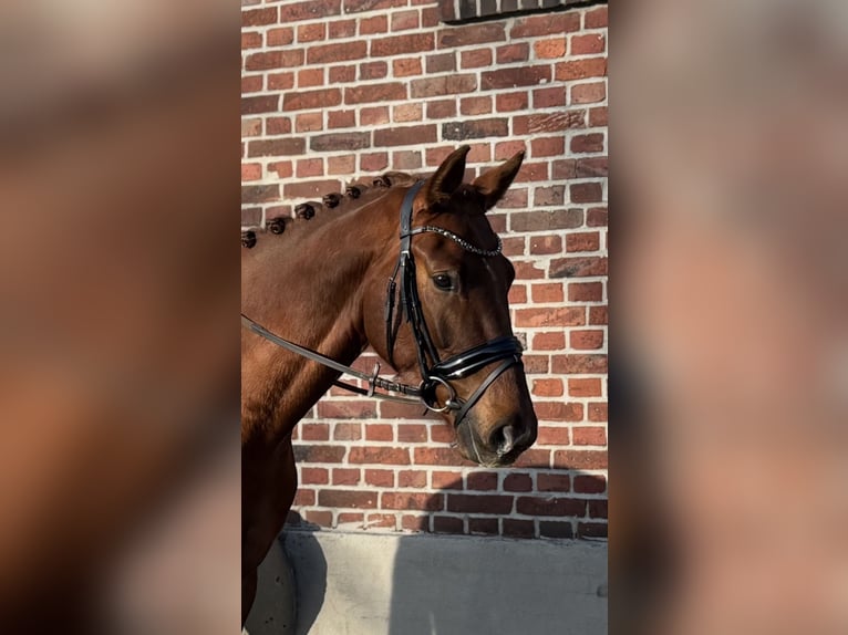 Westfaliano Caballo castrado 4 años 165 cm Alazán-tostado in Altenberge