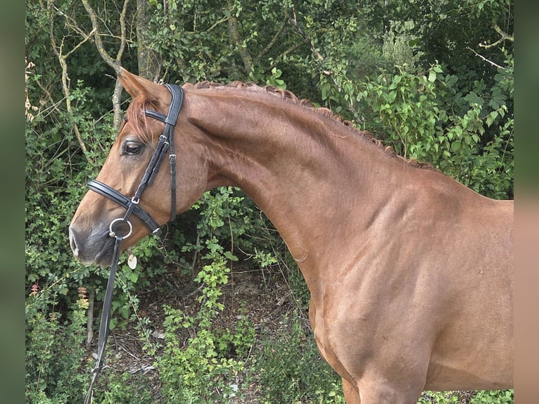 Westfaliano Caballo castrado 4 años 165 cm Alazán-tostado in Womrath