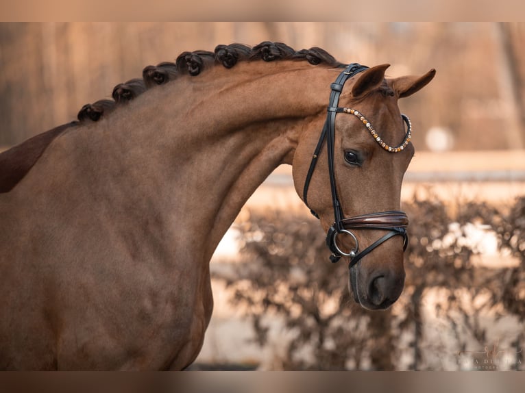 Westfaliano Caballo castrado 4 años 165 cm Alazán-tostado in Wehringen