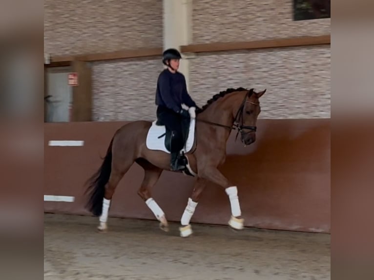 Westfaliano Caballo castrado 4 años 165 cm Alazán-tostado in Wehringen