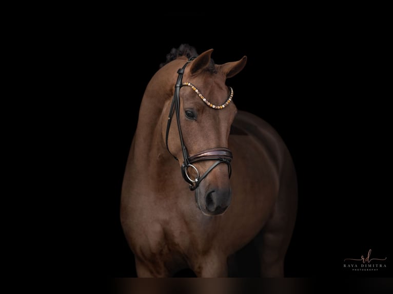 Westfaliano Caballo castrado 4 años 165 cm Alazán-tostado in Wehringen