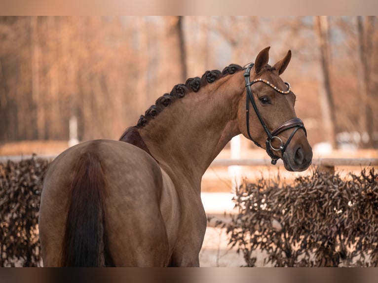 Westfaliano Caballo castrado 4 años 165 cm Alazán-tostado in Wehringen