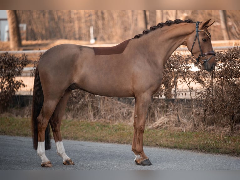 Westfaliano Caballo castrado 4 años 165 cm Alazán-tostado in Wehringen