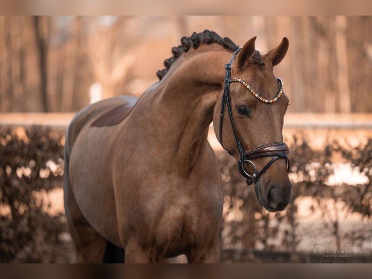 Westfaliano Caballo castrado 4 años 165 cm Alazán-tostado in Wehringen